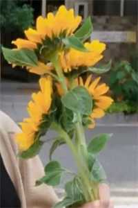 雾沉星未眠沈清竹顾舟衍全文